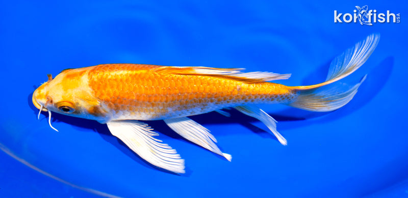 8" HARIWAKE BUTTERFLY
