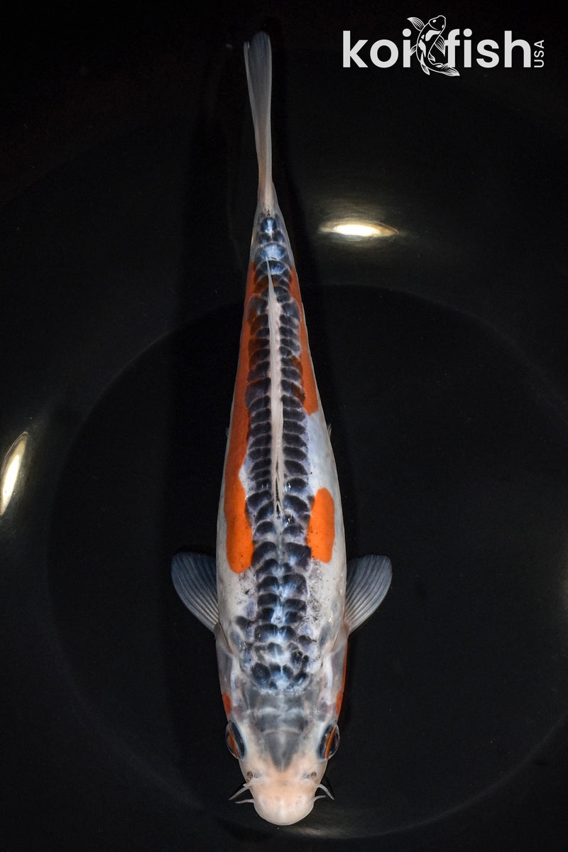 8" SHUSUI