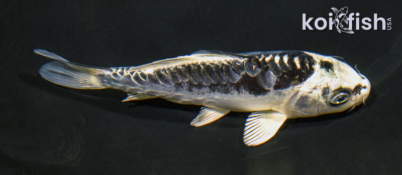 5.25" ARAGOKE KIKOKURYU