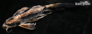 10" KIKOKURYU BUTTERFLY