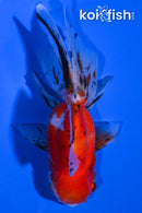 5" CALICO ORANDA GOLDFISH