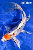 9" YAMATO NISHIKI BUTTERFLY