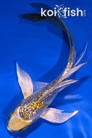 5.25" GINRIN KUJAKU BUTTERFLY
