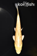 5.5" ARAGOKE YAMABUKI OGON