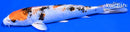 6" YAMATO NISHIKI