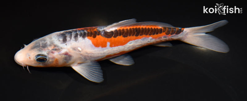 7.75" HI SHUSUI