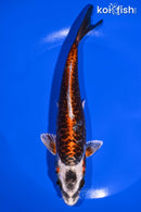 7.5" BENI KIKOKURYU