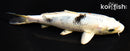 6.25" YAMATO NISHIKI