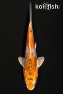 4.25" HEISEI NISHIKI