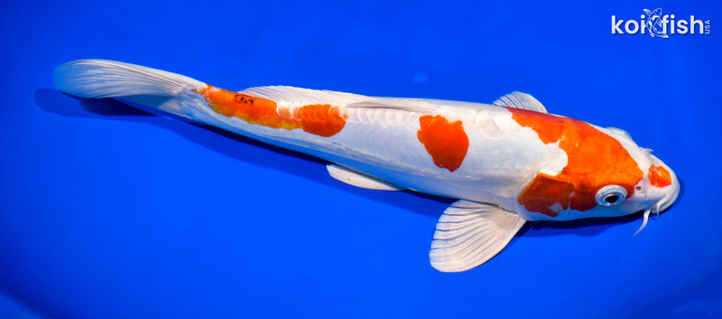 12.5" KIKUSUI