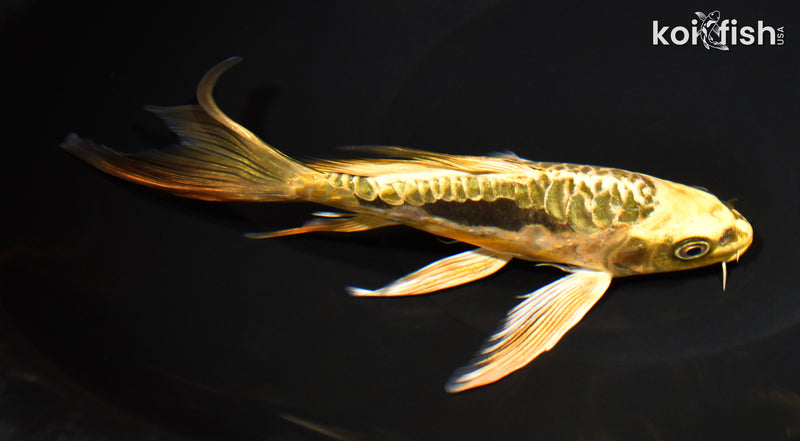 7" ARAGOKE KIN KIKOKURYU BUTTERFLY