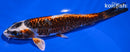 7.5" BENI KIKOKURYU