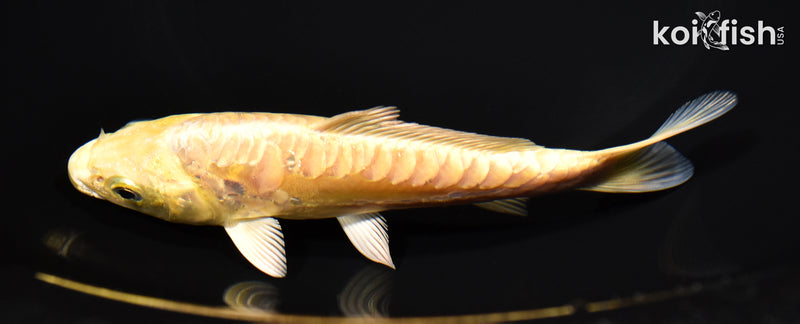 5.5" ARAGOKE YAMABUKI OGON