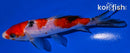 5.75" GINRIN SANKE