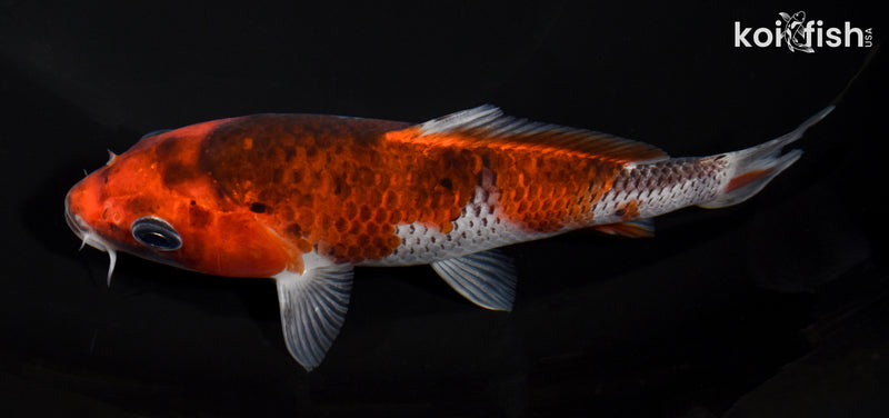 5.5" GOSHIKI