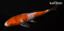 6.25" OCHIBA SHIGURE