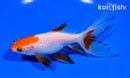 5.5" WATONAI GOLDFISH