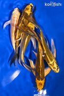 PACK OF (5) 5.5-6" BUTTERFLY KOI