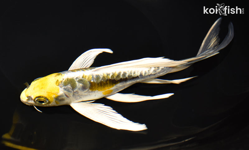 8.75" ARAGOKE KIN KIKOKURYU BUTTERFLY
