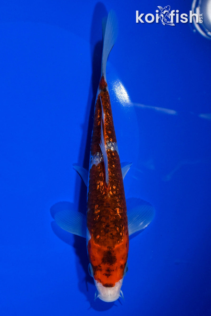 6.75" GINRIN GOROMO