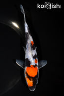 6.5" DOITSU SHOWA
