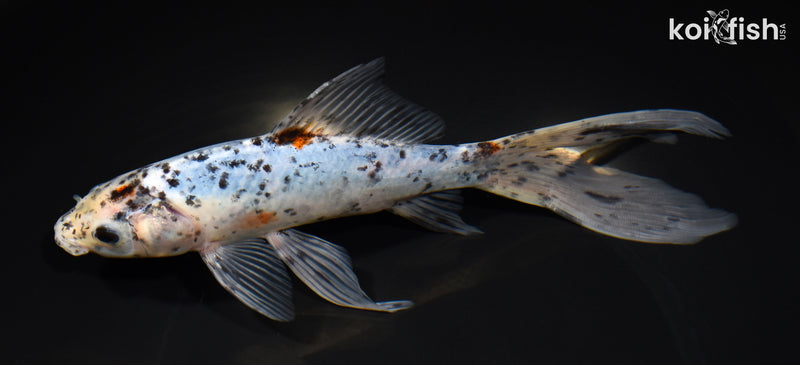 8.5" SHUBUNKIN GOLDFISH