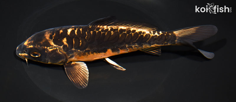 7.5" BENI KIKOKURYU