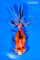 4.75" CALICO TELESCOPE FANTAIL GOLDFISH