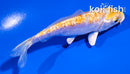 4" DOITSU LEMON HARIWAKE