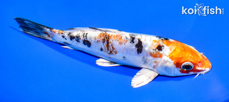 7.5" HEISEI NISHIKI