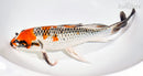 10" GINRIN KUJAKU BUTTERFLY
