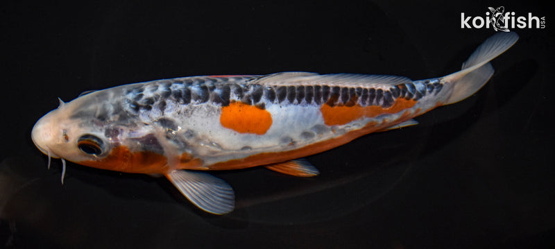 8" SHUSUI