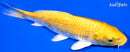 6.75" YAMABUKI OGON