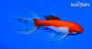 5.5" WATONAI GOLDFISH