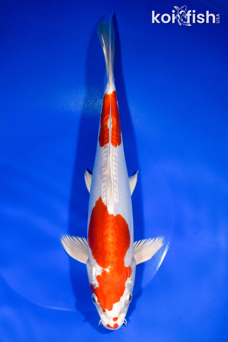 10.75" KIKUSUI