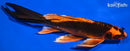 9.75" ORENJI MATSUBA BUTTERFLY