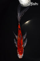 8.5" SHUBUNKIN GOLDFISH