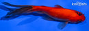 4.25" WATONAI GOLDFISH
