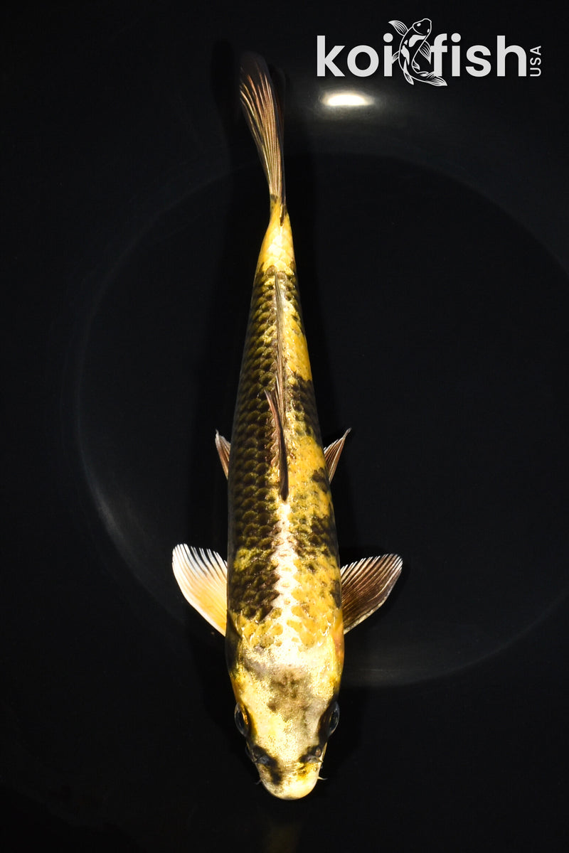 8" KIN KI UTSURI