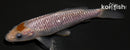 4.25" GINRIN OCHIBA SHIGURE