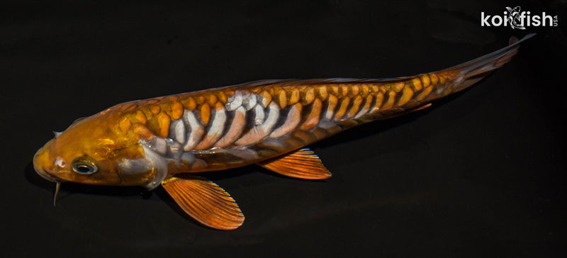 11.5" ARAGOKE OCHIBA SHIGURE