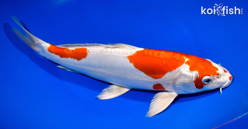 10.75" KIKUSUI