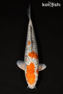 12.75" GINRIN OCHIBA SHIGURE