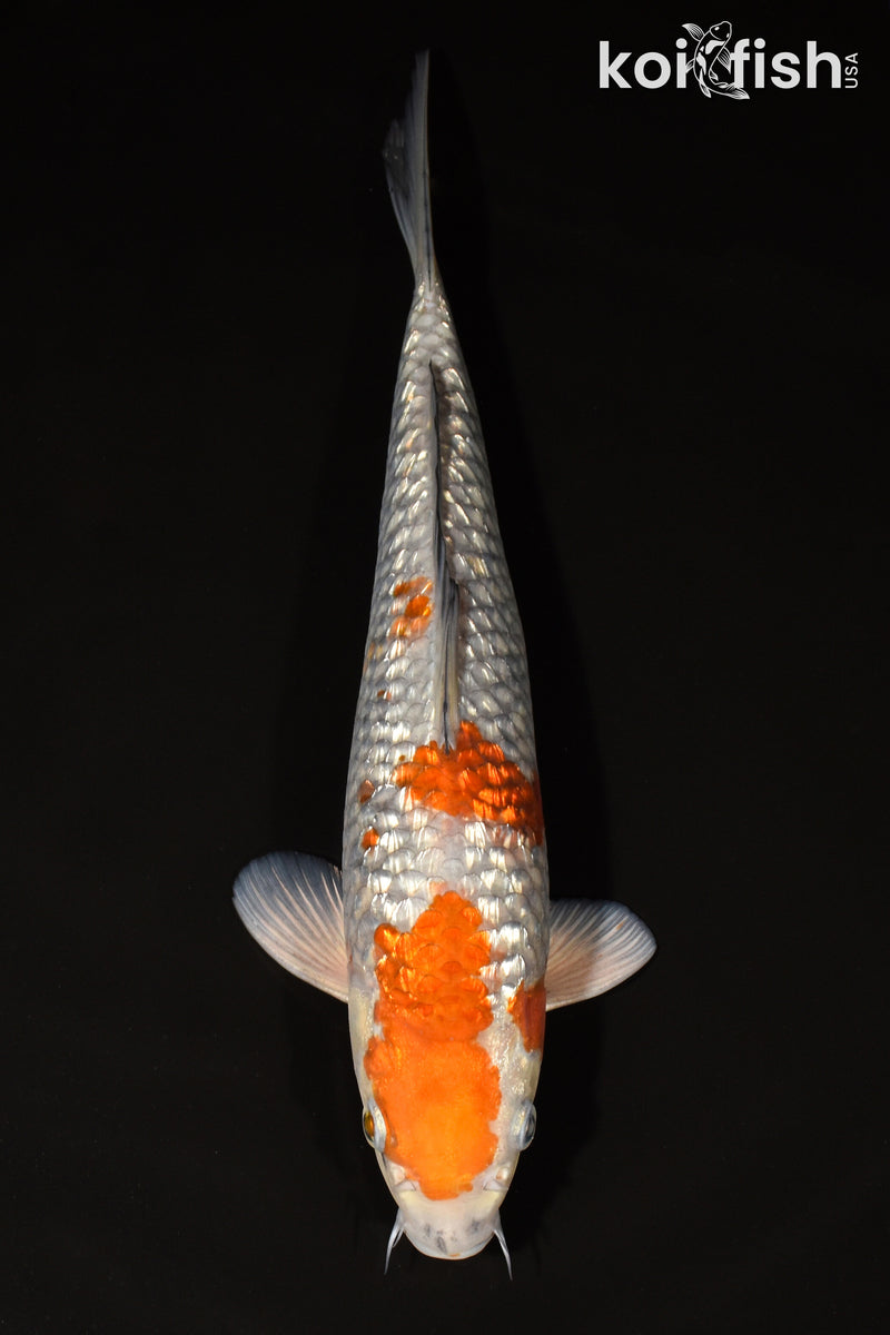 12.75" GINRIN OCHIBA SHIGURE
