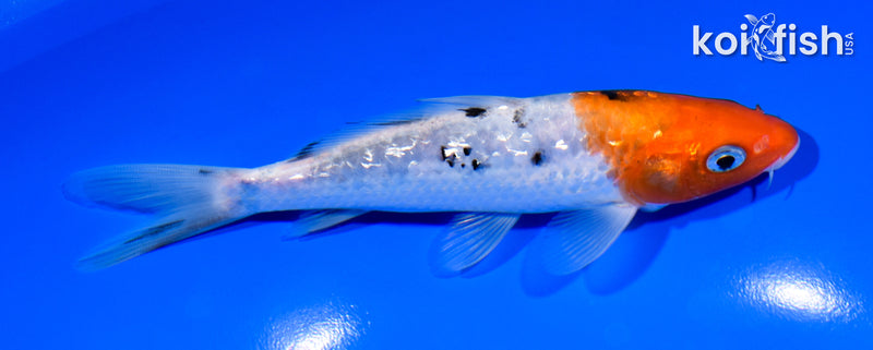 5.75" GINRIN SANKE