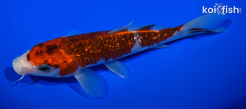 6.75" GINRIN GOROMO