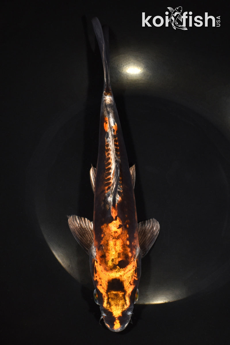 9.5" BENI KIKOKURYU