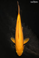 11.75" KIGOI