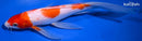 9.75" KOHAKU BUTTERFLY