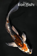 4.75" BENI KIKOKURYU BUTTERFLY